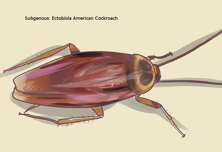 spin-Cockroach